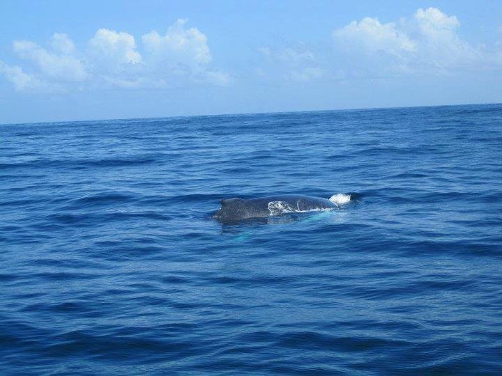 Abren el 16 de octubre las solicitudes de permisos para el avistamiento de ballenas 2027